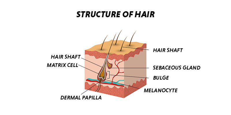 Hair Growth Cycle: Structure of Hair & 3 Stages Explained