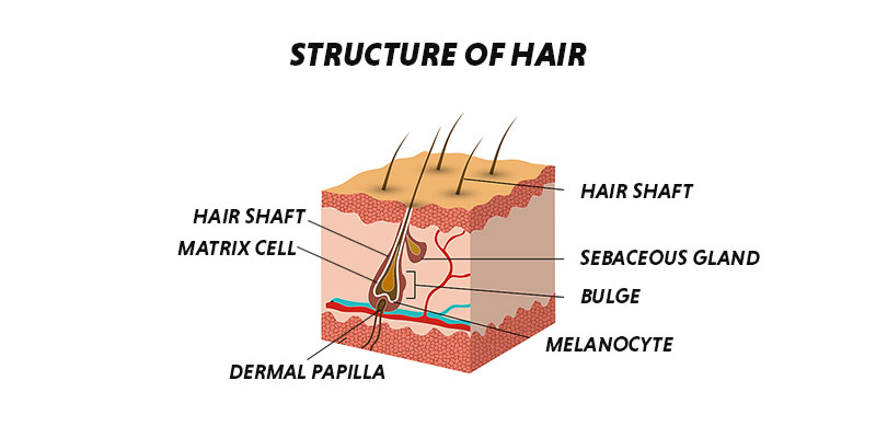 anatomy of hair