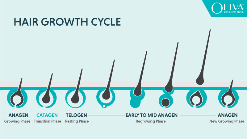 Hair Growth Cycle: Structure of Hair & 3 Stages Explained